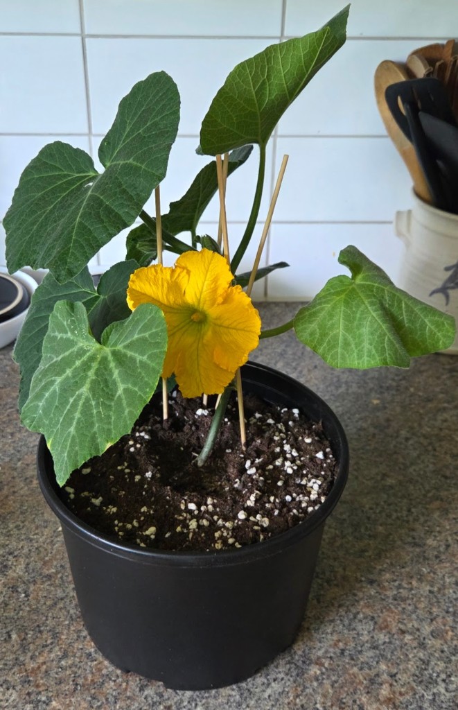 23 maj · Blomma — antagligen han 👨, ingen pump-bula än