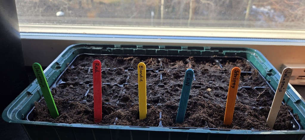 8 mars · Precis sådda — Red, Blondie, CGN och Stripey i brickan