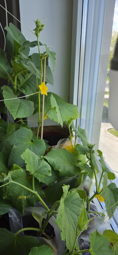 10 maj · Gula blommor inne vid fönstret
