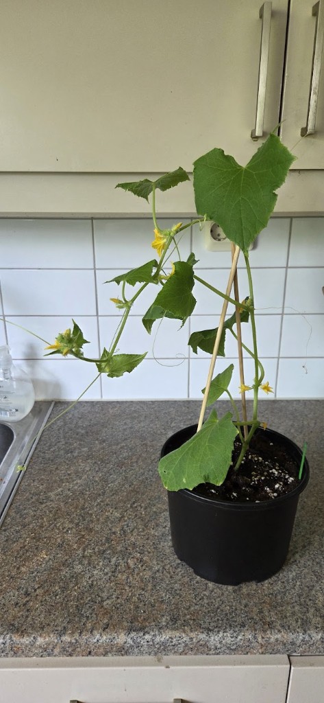 18 maj · Gurka hemma — växer och blommar för fullt