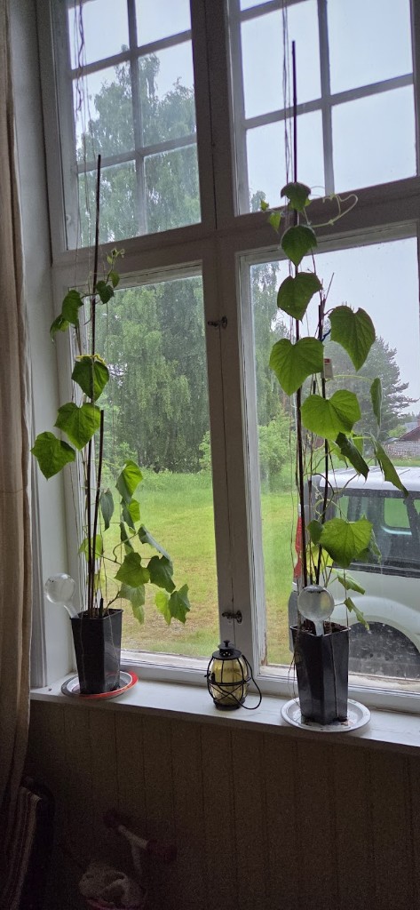 6 juni · 2 Lunchbox inne på landet — hoppas de klarar sig till fredag :)