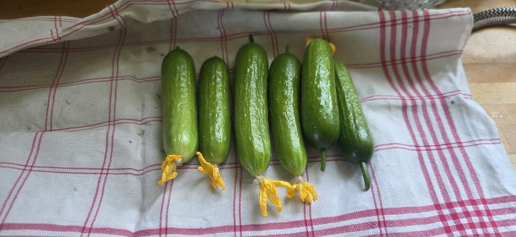 29 juni · Farmors skörd 🥒