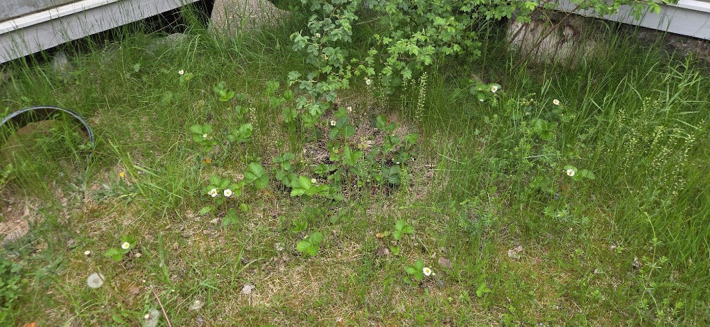 5 juni · Jordgubbar vid huset — blommar redan, vildväxande i gräset