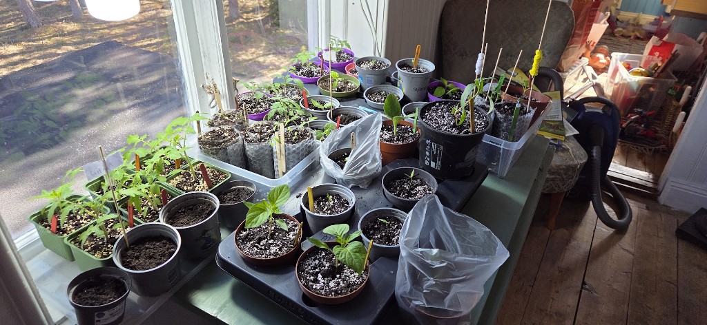 8 april · Påsklovet — plantorna fick följa med till landet