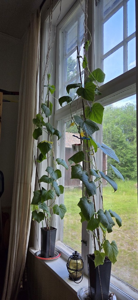 Gurkgardin på g! 🥒🥒