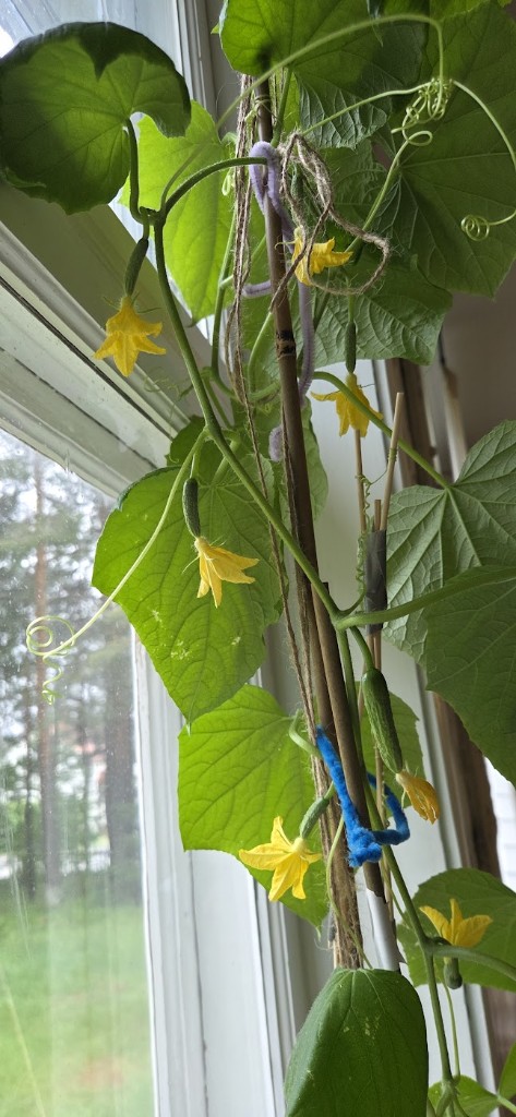 Massor av små gurkor på gång