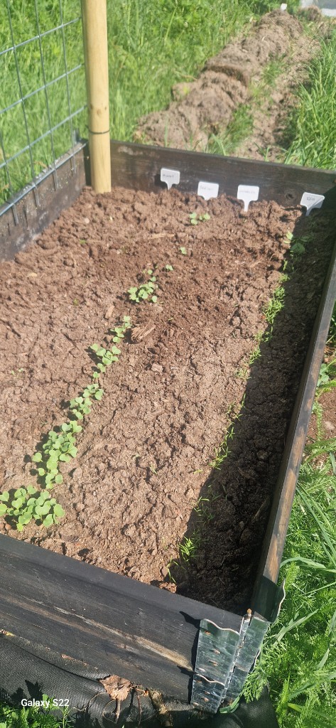 28 maj · Kajsa ❤️ — Andra pallkragen: rädisa, morötter och dill börjar ta sig