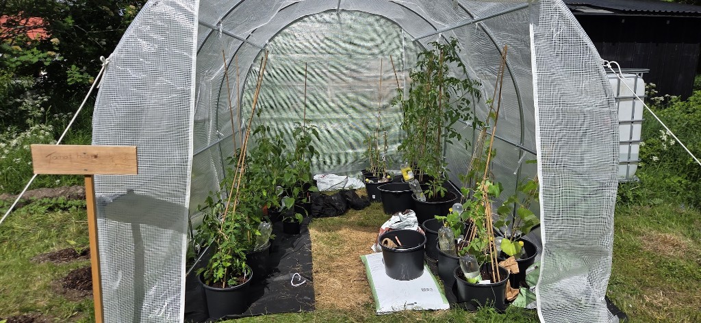 6 juni · Stora växthuset — Tomat huset-skylten och plantorna på plats