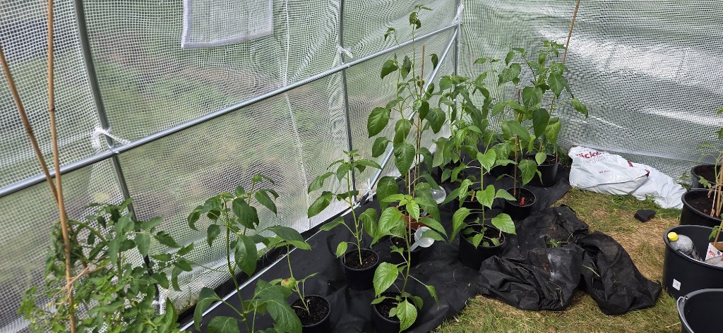 Chili