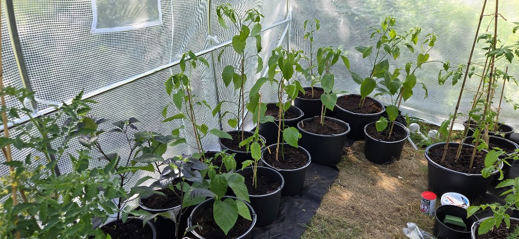 14 chilis i slutförvar 🌶️