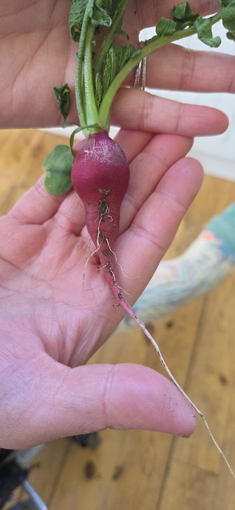 Första rädisan 🔴