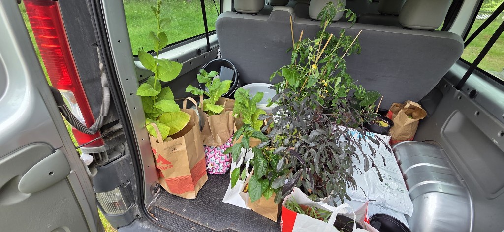 12 juni · Sista lasset till landet — tomat, gurka, tobak, butternutpumpan, sista chilisarna och blandade blommor