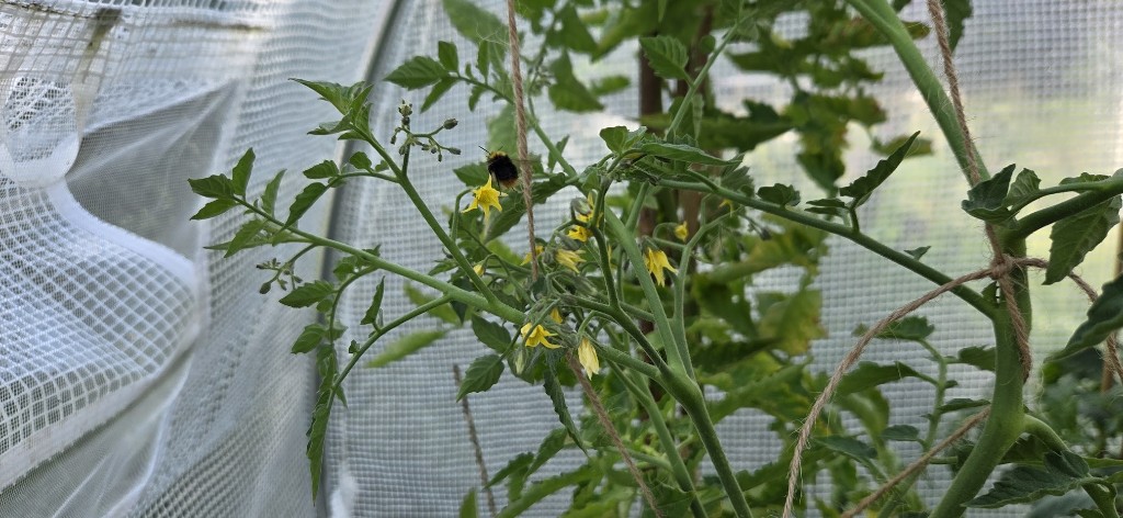 Bi på tomatblomma 🐝