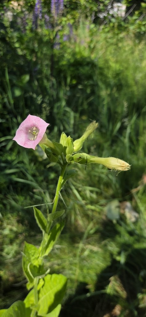 Första blomman på den högsta