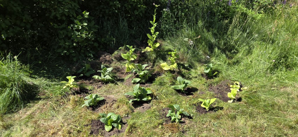 15 plantor i gräset
