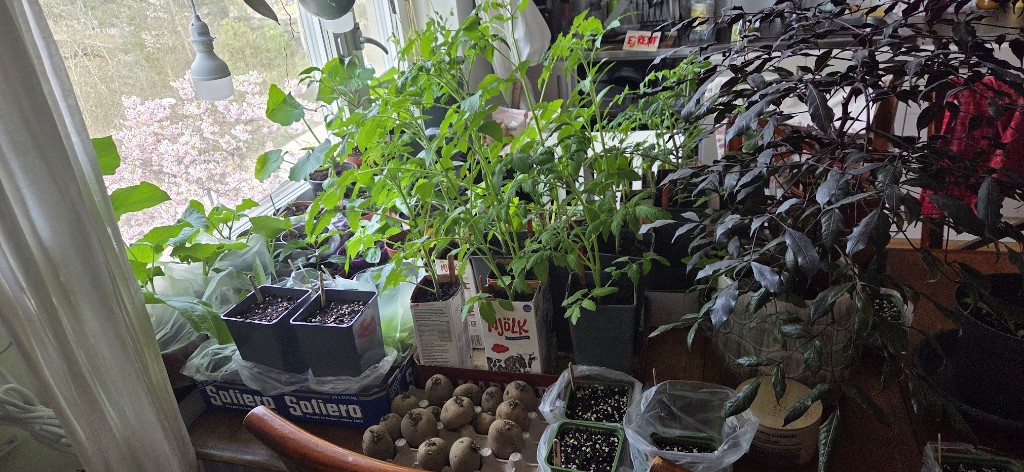 30 april · Tomatdjungeln på köksbordet