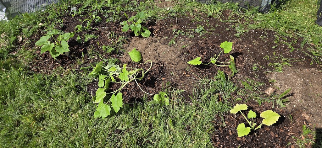 6 juni · Nio zucchinis i friland — täckbark runt plantorna