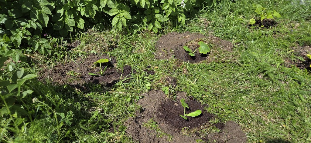 3 plantor