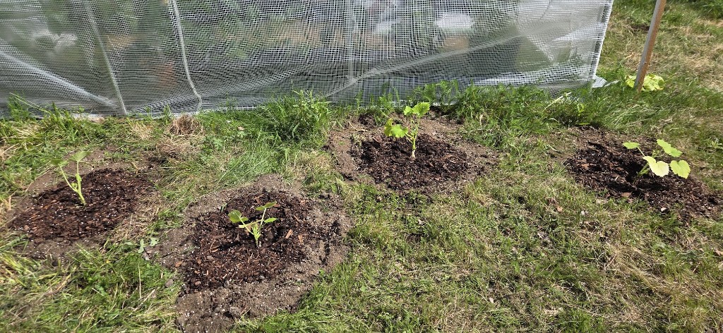 6 juni · Fyra zucchinis vid stora växthuset